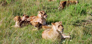 African Safari in Kenya